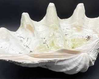 Natural Clam Shell Specimen, 7H x 16W Inches