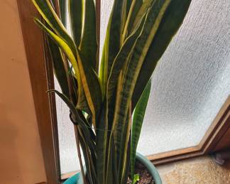 Potted Sansevieria