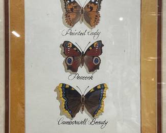 Framed Butterfly Specimen Lithograph Print