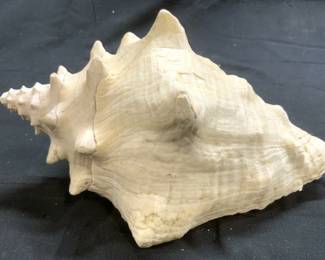 Vintage Conch Seashell Nautical Decor