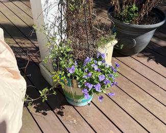 Outdoor plants