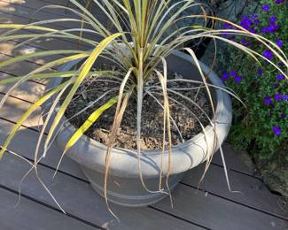 Potted plants