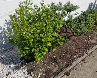 Plants