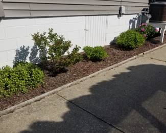 Roses and plants