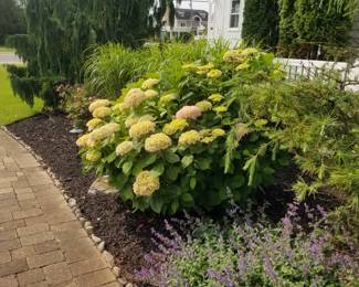 Plants and shrubs