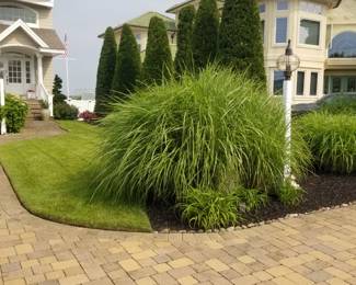Grasses