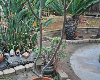 Plumeria.