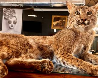 Taxidermy Bobcat