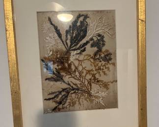 Framed sea fan
