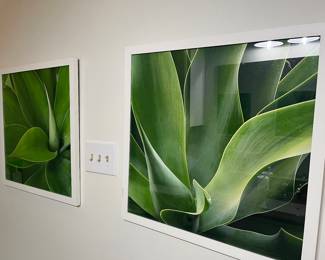 Pair framed botanical pictures (Wisteria)