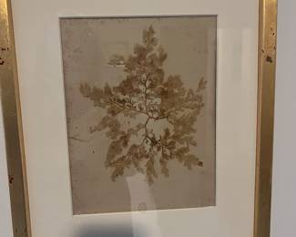 Framed sea fan