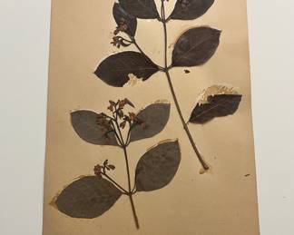 Old French Botanicals