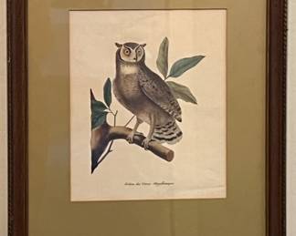 Owl Collection