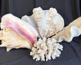 Beautiful Large Clam Shells, Stem Coral & Conch