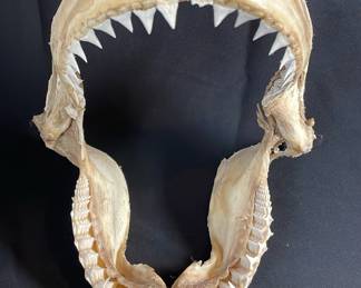 Jaws II * Large Shark Jaws Specimen
