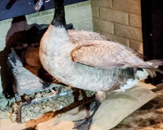 Canadian Goose on Board
