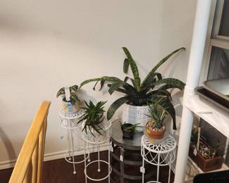 Beautiful plants
