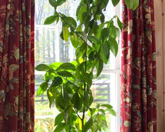 Lime tree