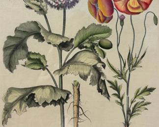 Basilius Besler (German, 1561-1629), Papaver Flore Pleno Rubrum, 1618-1640