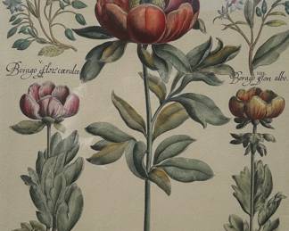 Basilius Besler (German, 1561-1629), Paeonia Bizanthina Minor, 1618-1640
