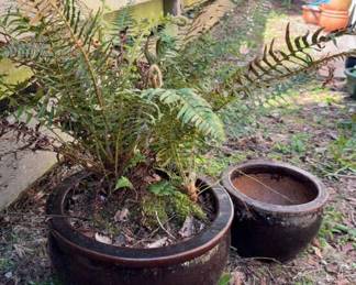 Fern Plant and Ceramic Pots
