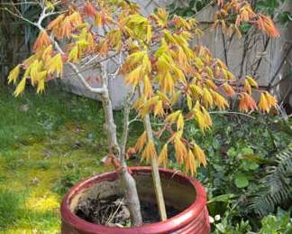 Japanese Maple In A Ceramic Pot