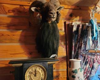 Ram Taxidermy