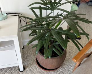 House Plant - 1 of Many