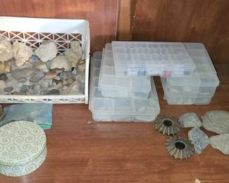 fossils and rocks