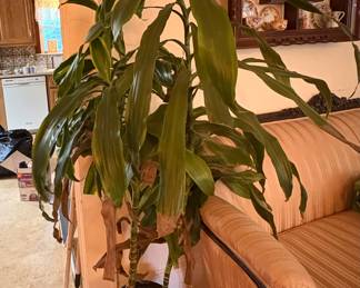 House Plants