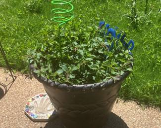 Plants