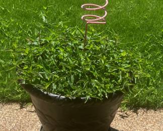 Plants