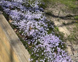 Outdoor plants $1.50 and up