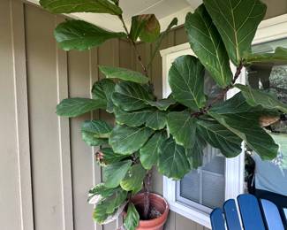 Great tall plant