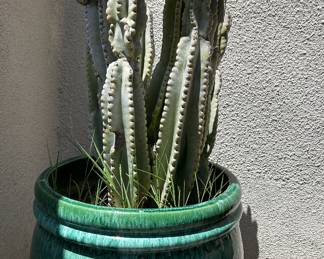 Potted Plant: Senita Cactus