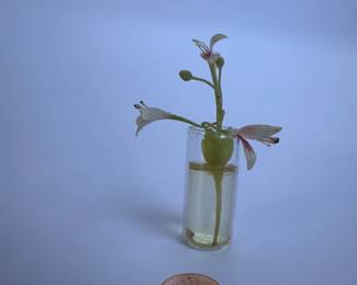 Tuberose or Jasmine flower in vase