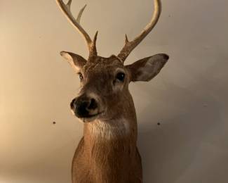 Mounted deer head