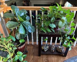 Living plants