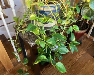 Living plant