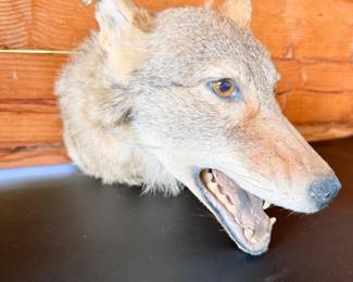1 CoyoteGrowlSnarlHeadMountTaxidermy