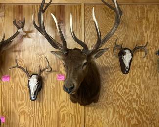 Unusual deer mounts many species