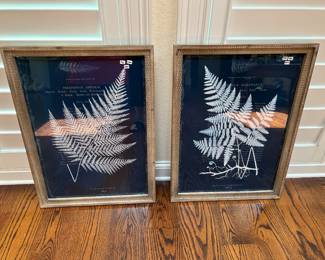 New framed botanical pair of prints!