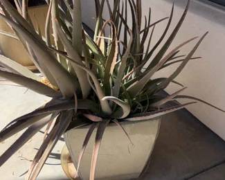 Wait, Its Another Plant