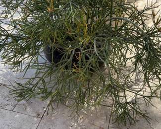 Perfect Plant For The Patio