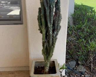 Another Cool Cactus