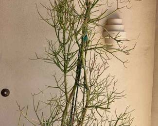 A Big Tall Plant That Comes With A Great Pot