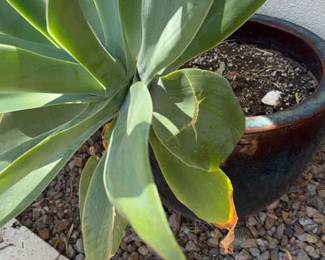 Beautiful Plant To Add To Your Patio