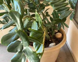 Big Beautiful Pot With A Big Beautiful Plant