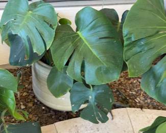 Big Beautiful Plant