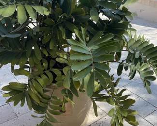 Beautiful Outdoor Plant With Pot